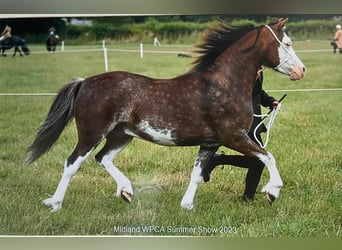Welsh A (Mountain Pony), Gelding, 6 years, 12 hh, Chestnut