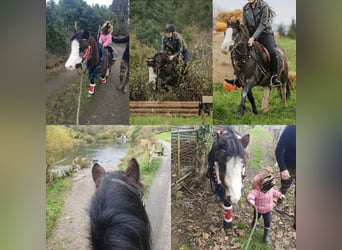 Welsh A (Mountain Pony), Gelding, 6 years, 12 hh, Roan-Bay