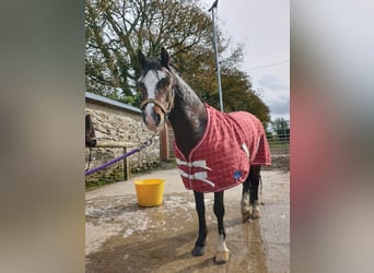 Welsh A (Mountain Pony), Gelding, 7 years, 11.1 hh, Bay