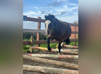Welsh A (Mountain Pony), Gelding, 7 years, 11.1 hh, Bay