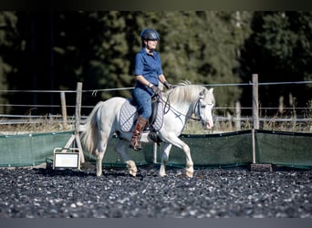 Welsh A (Mountain Pony), Gelding, 7 years, 11.2 hh, Gray