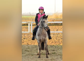 Welsh A (Mountain Pony), Gelding, 7 years, 11,2 hh, Leopard-Piebald