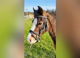 Welsh A (Mountain Pony) Mix, Gelding, 7 years, 12.1 hh, Brown