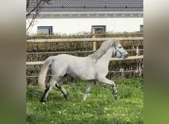 Welsh A (Mountain Pony), Gelding, 7 years, 12,1 hh, Gray