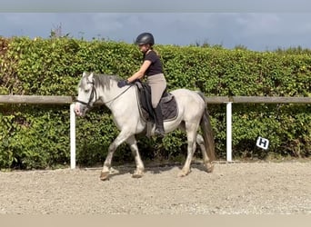 Welsh A (Mountain Pony), Gelding, 7 years, 13,1 hh, Gray-Dapple