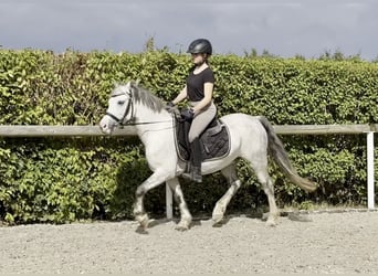 Welsh A (Mountain Pony), Gelding, 7 years, 13,1 hh, Gray-Dapple