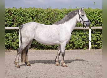 Welsh A (Mountain Pony), Gelding, 7 years, 13,1 hh, Gray-Dapple