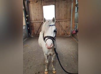 Welsh A (Mountain Pony), Gelding, 8 years, 11.1 hh, Gray