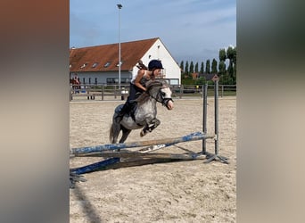 Welsh A (Mountain Pony), Gelding, 8 years, 11,1 hh, Gray