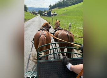 Welsh A (Mountain Pony), Gelding, 8 years, 11,2 hh, Chestnut-Red