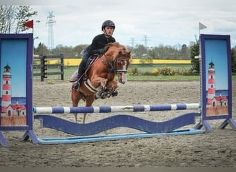 Welsh A (Mountain Pony), Gelding, 8 years, 11.2 hh, Chestnut-Red