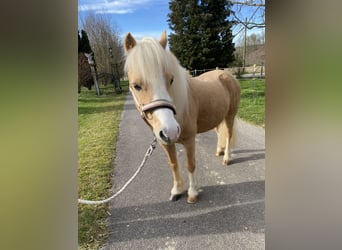 Welsh A (Mountain Pony), Gelding, 8 years, 11.3 hh, Palomino