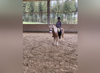 Welsh A (Mountain Pony), Gelding, 8 years, 11.3 hh, Palomino