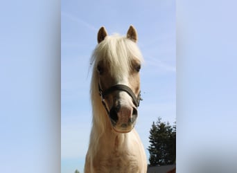Welsh A (Mountain Pony), Gelding, 8 years, 11 hh, Pinto