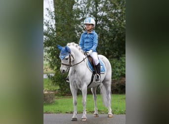 Welsh A (Mountain Pony), Gelding, 8 years, 12.1 hh, Gray