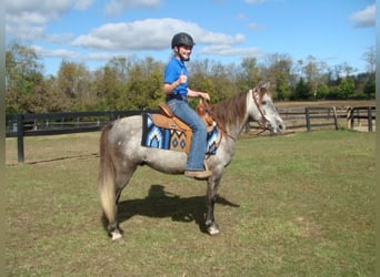 Welsh A (Mountain Pony), Gelding, 8 years, 12.3 hh, Gray