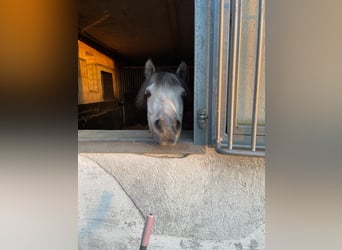 Welsh A (Mountain Pony), Gelding, 8 years, 12 hh, Gray