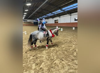Welsh A (Mountain Pony), Gelding, 8 years, 12 hh, Gray