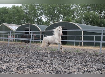 Welsh A (Mountain Pony) Mix, Gelding, 9 years, 11.2 hh, Cremello