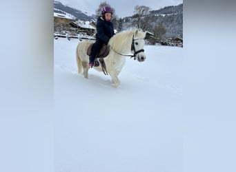 Welsh A (Mountain Pony) Mix, Gelding, 9 years, 11.2 hh, Gray