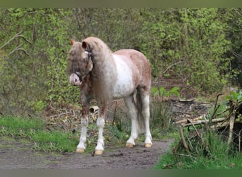 Welsh A (Mountain Pony), Gelding, 9 years, 11.2 hh, Sorrel