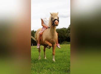 Welsh A (Mountain Pony), Gelding, 9 years, 11 hh, Palomino