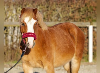 Welsh A (Mountain Pony), Mare, 10 years, 11,1 hh, Chestnut-Red