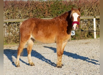 Welsh A (Mountain Pony), Mare, 10 years, 11,1 hh, Chestnut-Red