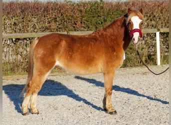 Welsh A (Mountain Pony), Mare, 10 years, 11,1 hh, Chestnut-Red