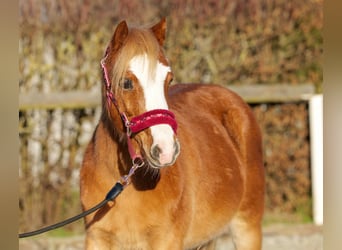 Welsh A (Mountain Pony), Mare, 10 years, 11,1 hh, Chestnut-Red