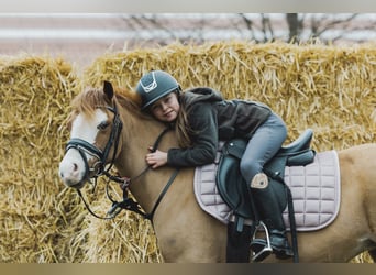 Welsh A (Mountain Pony), Mare, 10 years, 11,1 hh, Chestnut-Red