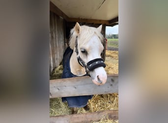 Welsh A (Mountain Pony), Mare, 10 years, 11.1 hh, Palomino
