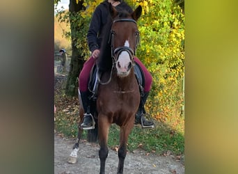 Welsh A (Mountain Pony) Mix, Mare, 10 years, 12,2 hh