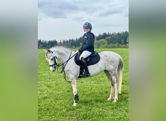 Welsh A (Mountain Pony), Mare, 10 years, 13,1 hh, Gray