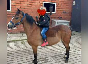 Welsh A (Mountain Pony), Mare, 11 years, 11.1 hh, Bay-Dark