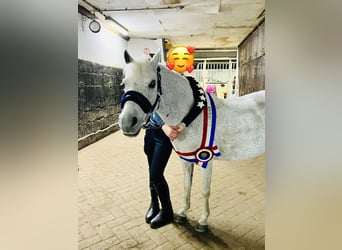 Welsh A (Mountain Pony), Mare, 11 years, 11.1 hh, Gray