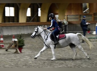 Welsh A (Mountain Pony), Mare, 11 years, 11.1 hh, Gray