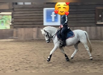 Welsh A (Mountain Pony), Mare, 11 years, 11.1 hh, Gray