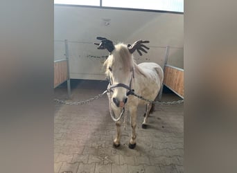 Welsh A (Mountain Pony), Mare, 11 years, 12 hh, Gray