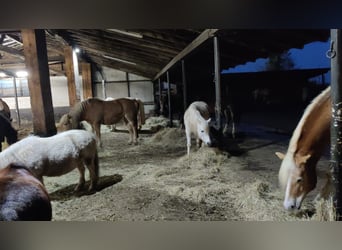 Welsh A (Mountain Pony), Mare, 11 years, 12 hh, Gray