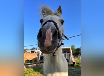 Welsh A (Mountain Pony), Mare, 11 years, 12 hh, Gray