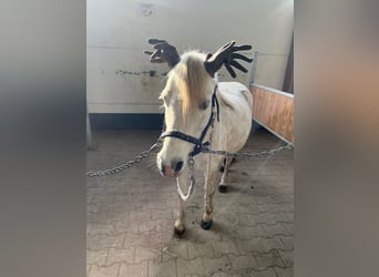 Welsh A (Mountain Pony), Mare, 11 years, 12 hh, Gray