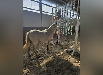 Welsh A (Mountain Pony), Mare, 11 years, 12 hh, Gray