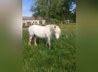 Welsh A (Mountain Pony) Mix, Mare, 11 years, 13.2 hh, Gray