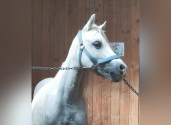 Welsh A (Mountain Pony), Mare, 12 years, 11,1 hh, Gray