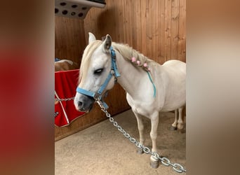 Welsh A (Mountain Pony), Mare, 12 years, 11,1 hh, Gray