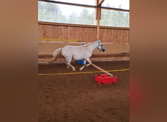 Welsh A (Mountain Pony), Mare, 12 years, 11,1 hh, Gray