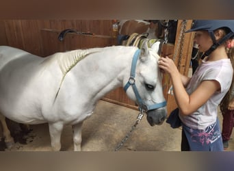 Welsh A (Mountain Pony), Mare, 12 years, 11,1 hh, Gray