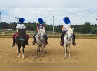 Welsh A (Mountain Pony), Mare, 12 years, 11,1 hh, Gray