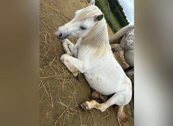 Welsh A (Mountain Pony), Mare, 12 years, 11,1 hh, Gray